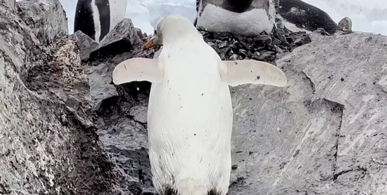 Надзвичайно рідкісного білого пінгвіна помітили в Антарктиді (фото і відео)